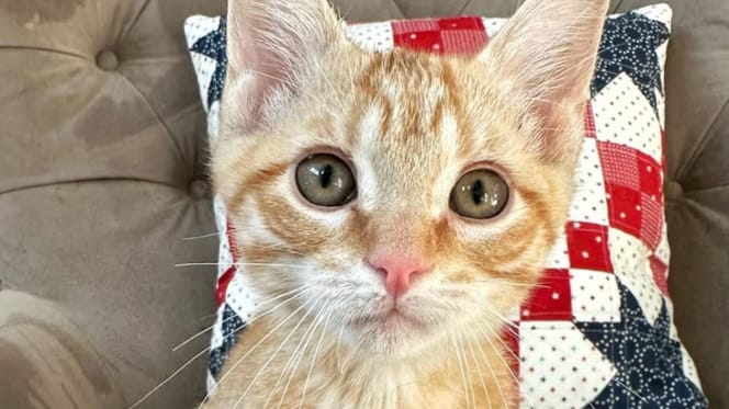 chaton roux