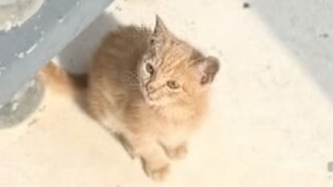 Ginger kitten