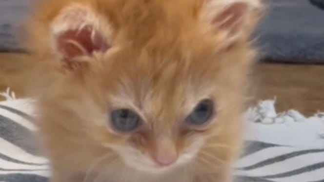 Disabled ginger kitten