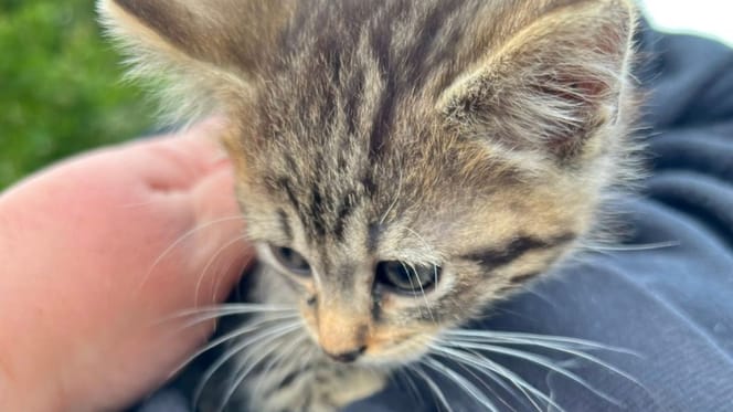 Kitten rescued from a river