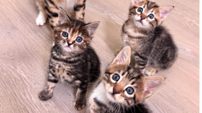 chatons