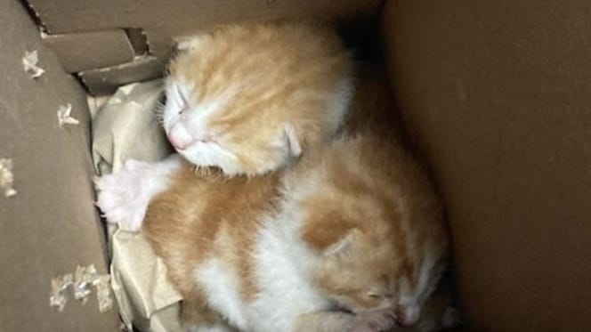 Chatons abandonnés