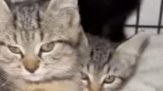 Chatons abandonnés