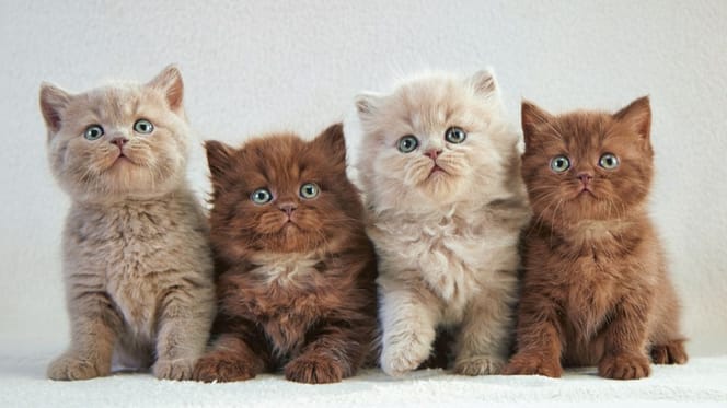 chatons mignons