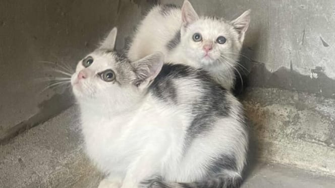 Chatons sauvages