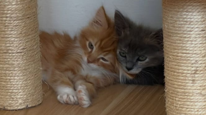 Rescued kittens