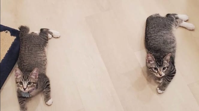 Chats