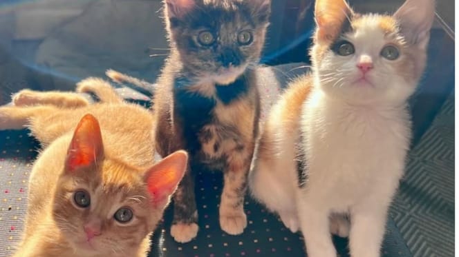 abandoned cats