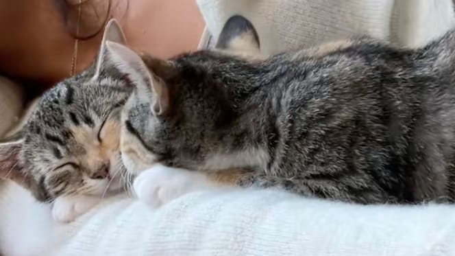 geadopteerde katten
