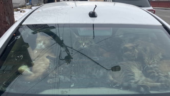 Katten opgesloten in een auto