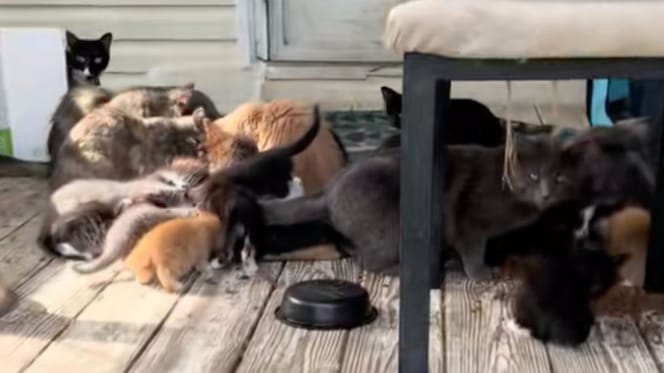 Chats errants
