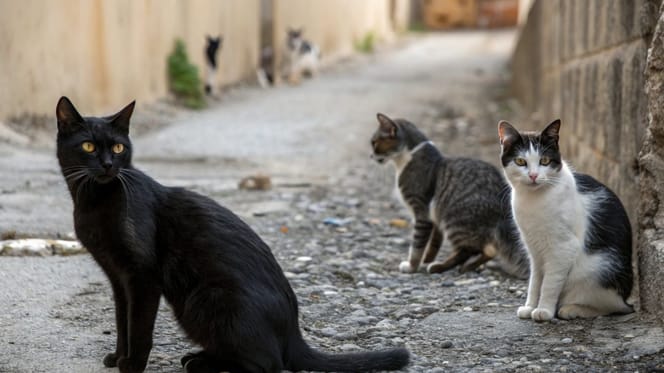 Stray cats