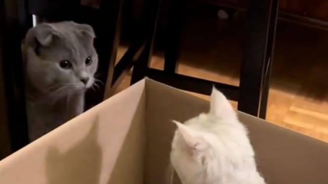 Katzenfamilie