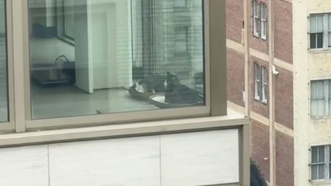 chats immeuble