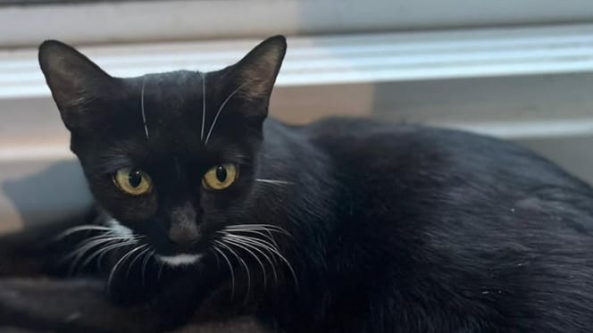 chatte abandonnée