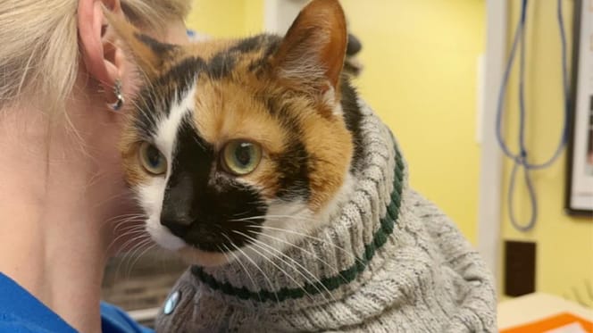 Chatte abandonnée
