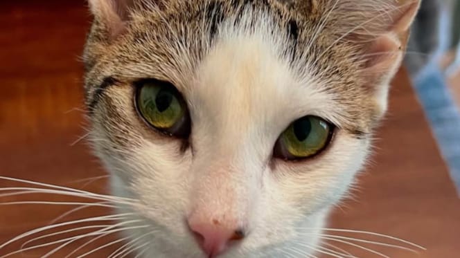 chatte errante