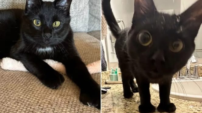 Gata Marty