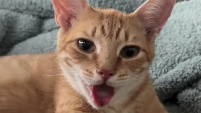 Chatte rousse