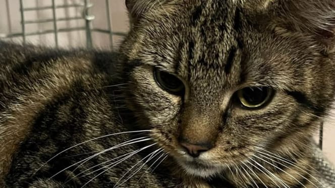 Chatte sur le point d'accoucher