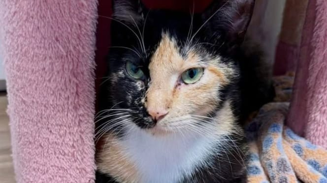 Calico cat