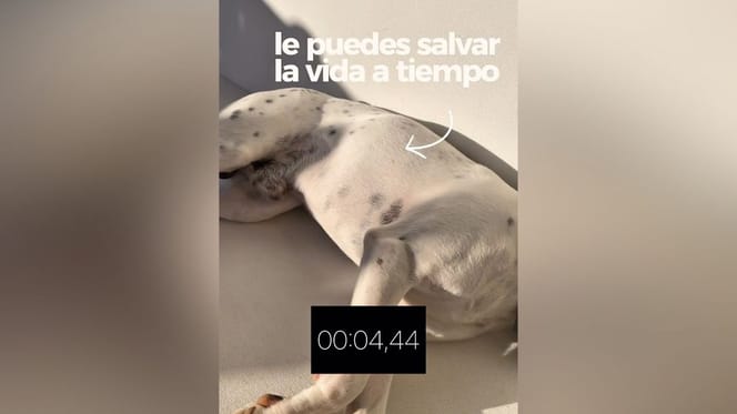 chequeo-respiracion-perro-salvarle-la-vida