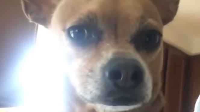 Chico le chien