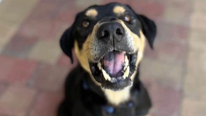 Chien à adopter