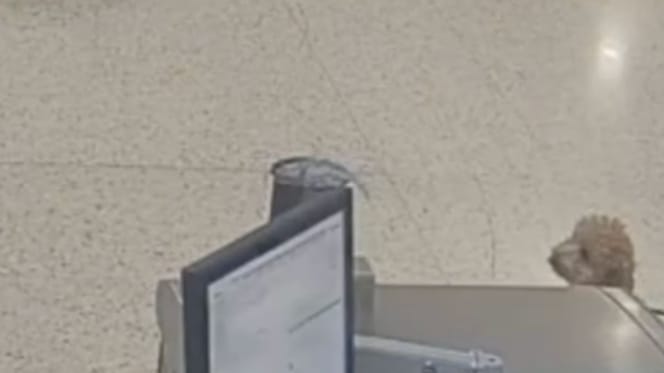 Chien à l'aéroport