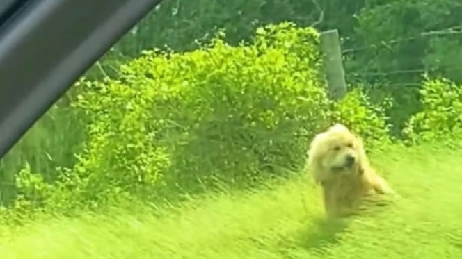 Perro abandonado en pradera