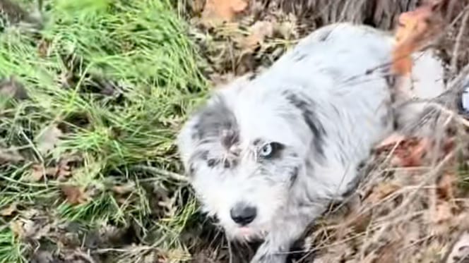 Chien abandonné