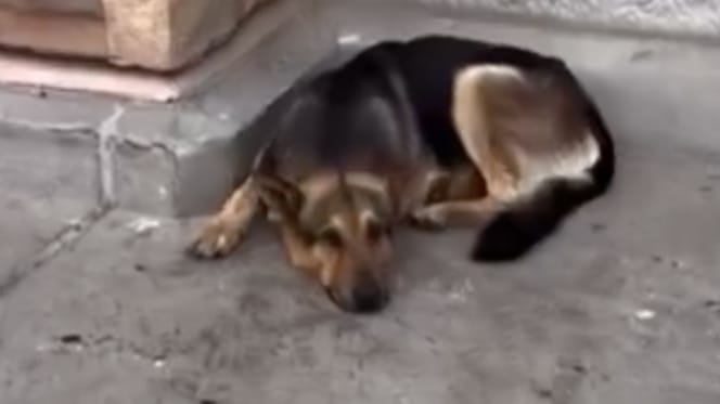 Ausgesetzter Hund