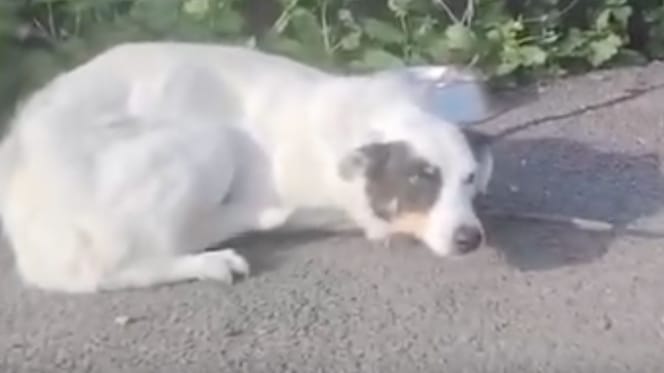 Chien abandonné