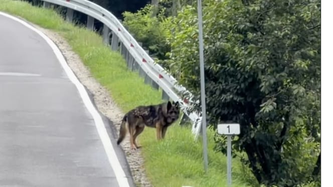 Abandoned dog