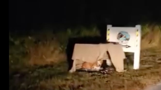 Chien abandonné devant le refuge