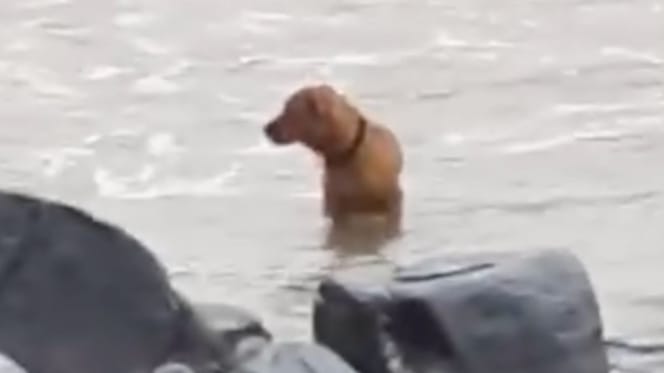 Chien abandonné sur la plage