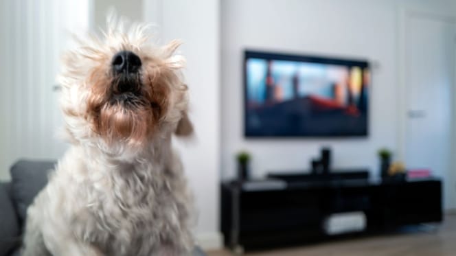 chien aboie maison
