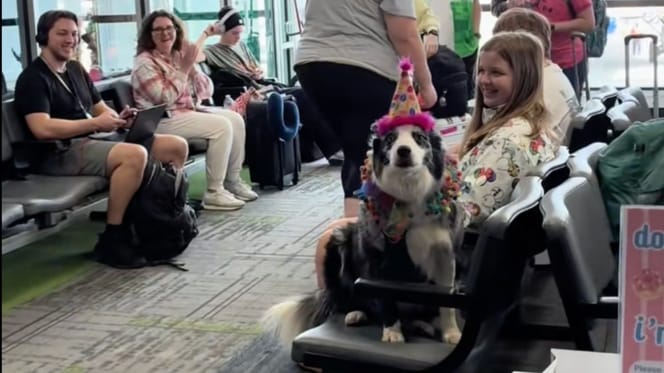 Cane aeroporto