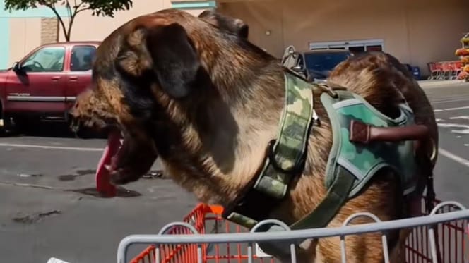 amputee dog