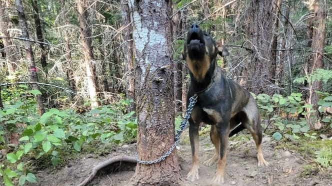 chien arbre