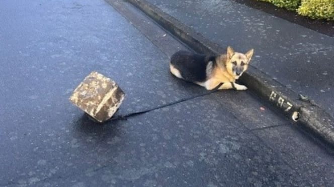 Angeleinter Hund
