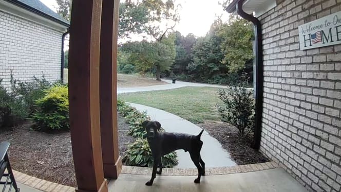 Dog waiting in front of a house