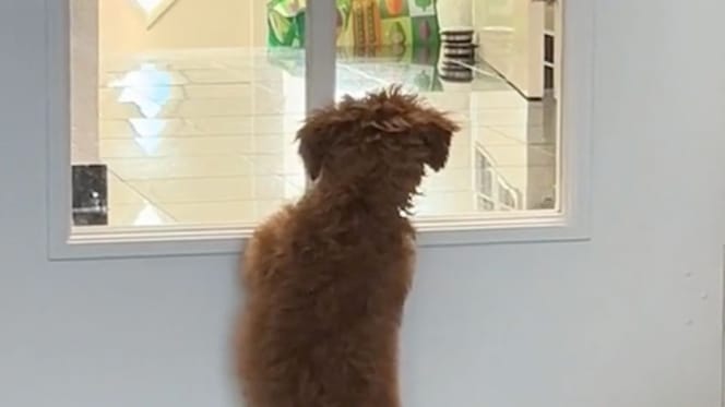 A dog waiting patiently