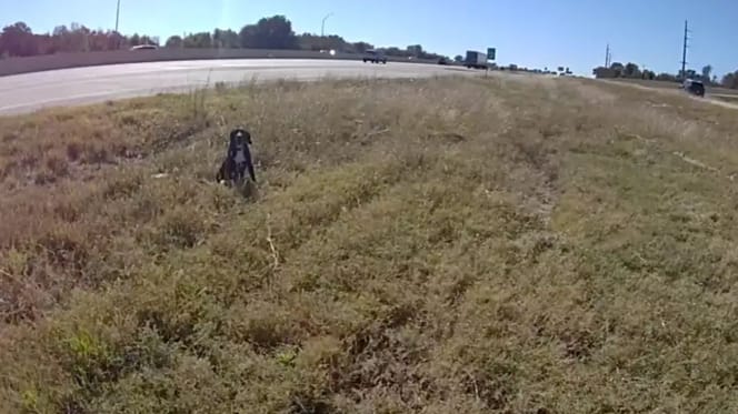 Chien au bord de l'autoroute