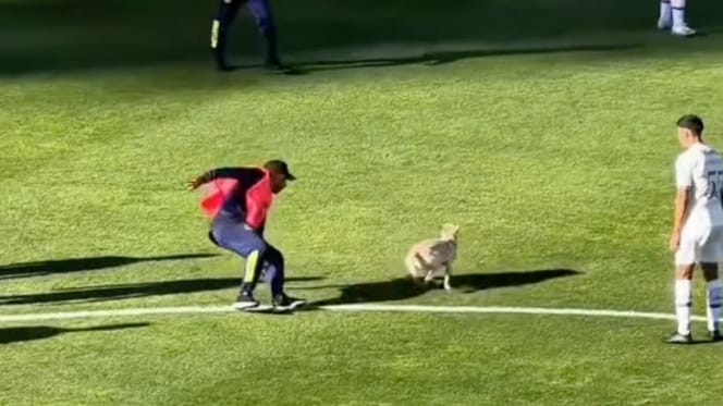 Pies w centrum meczu piłki nożnej