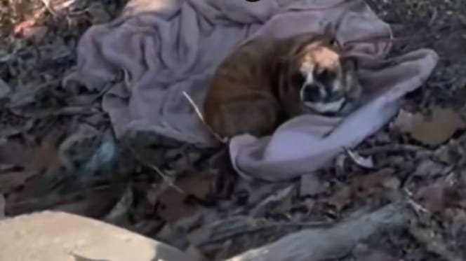 Cagnolina in fondo a un fosso