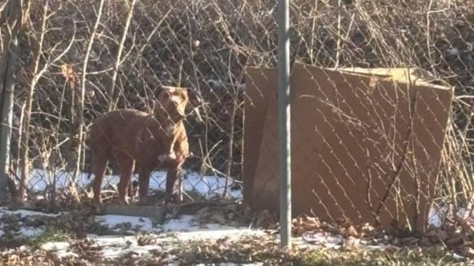 Hund im Garten