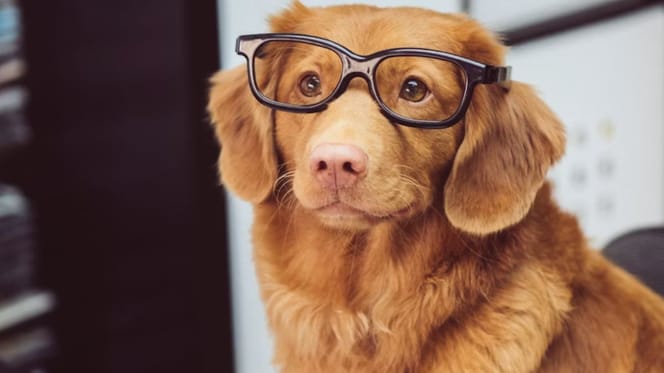 Chien avec des lunettes