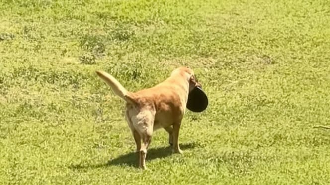 Chien avec sa gamelle dans la gueule