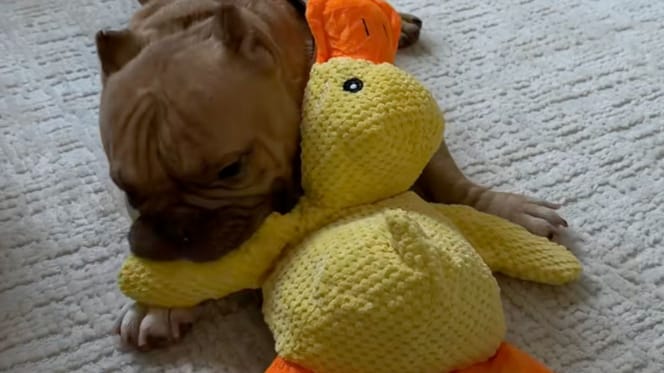 Cane con un peluche a forma di anatra